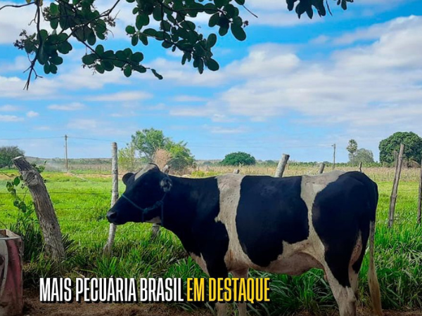 MAIS PECUÁRIA BRASIL ELEVA POTENCIAL GENÉTICO BOVINO COM INSEMINAÇÃO ARTIFICIAL DE PONTA EM SÃO JOÃO DO JAGUARIBE.